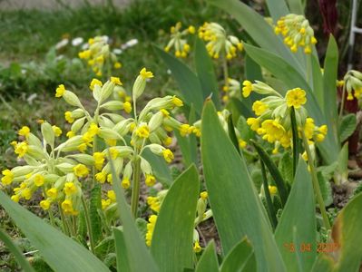 primula veris