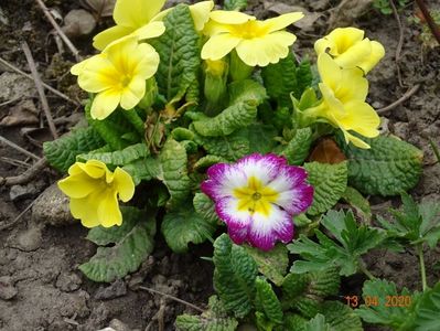 primula acaulis