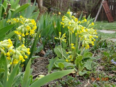 primula veris