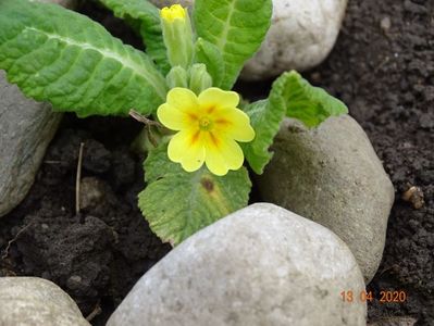 seedling primula veris