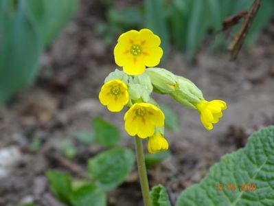 primula veris