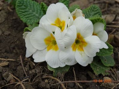 primula acaulis