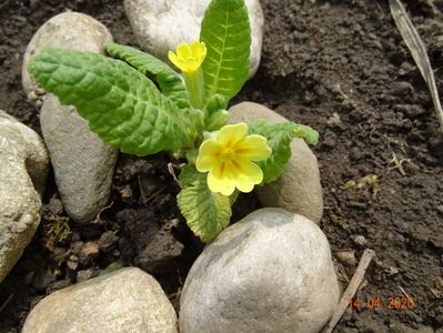 seedling primula veris