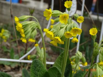 primula veris