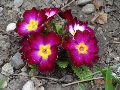 primula acaulis