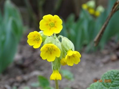 primula veris