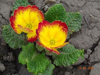 primula acaulis