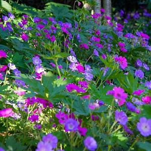 Geranium-Patricia-si-Geranium-Rozanne-combi-e15; foarte viguroasa si se caracterizate prin flori mari, in nuante intense de roz si ‘ochi negru’.
