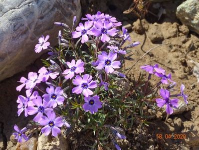 phlox subulata Purple Beauty
