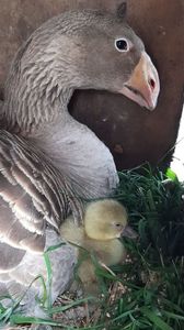 Baby Tula goose; Cadoul de Paste!
