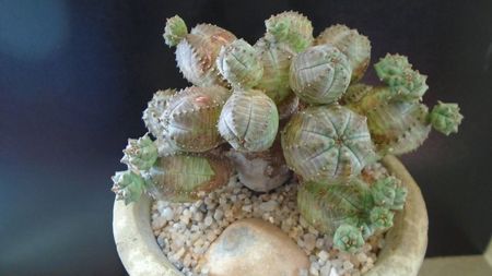 Euphorbia daisymontana (obesa x tubiglans); replantata in 13 apr. 2020
