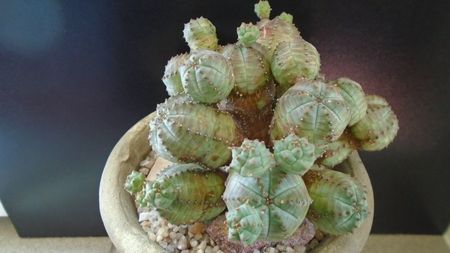 Euphorbia daisymontana (obesa x tubiglans); replantata in 13 apr. 2020
