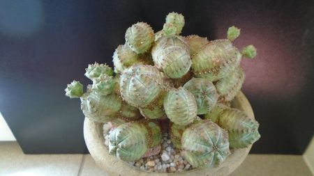 Euphorbia daisymontana (obesa x tubiglans); replantata in 13 apr. 2020
