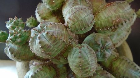 Euphorbia daisymontana (obesa x tubiglans); replantata in 13 apr. 2020
