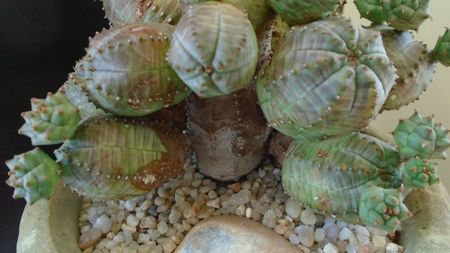 Euphorbia daisymontana (obesa x tubiglans); replantata in 13 apr. 2020
