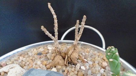 Trichodiadema bulbosum; replantate in 13 apr. 2020
