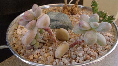 Graptopetalum amethystinum; replantate in 13 apr. 2020
