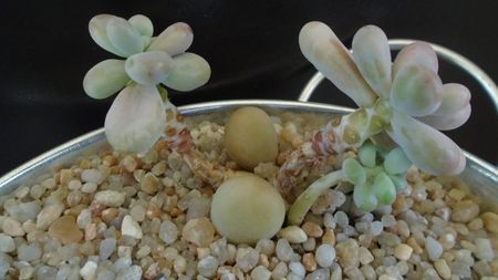 Graptopetalum amethystinum; replantate in 13 apr. 2020
