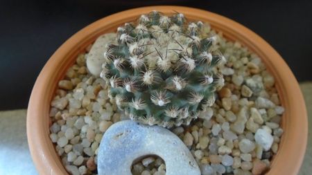 Pediocactus knowltonii