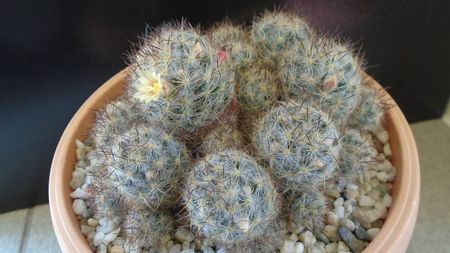 Mammillaria prolifera ssp. texana (Mammillaria prolifera ssp. multiceps)