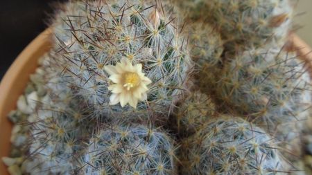 Mammillaria prolifera ssp. texana (Mammillaria prolifera ssp. multiceps)