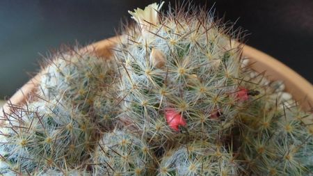 Mammillaria prolifera ssp. texana (Mammillaria prolifera ssp. multiceps)