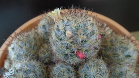 Mammillaria prolifera ssp. texana (Mammillaria prolifera ssp. multiceps)