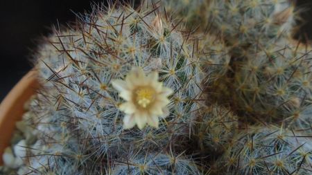 Mammillaria prolifera ssp. texana (Mammillaria prolifera ssp. multiceps)