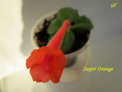 Super Orange(21-04-2020)