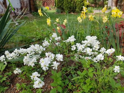 Exochorda Macantra the Bride