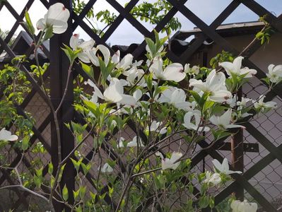 Cornus Florida White Clouds