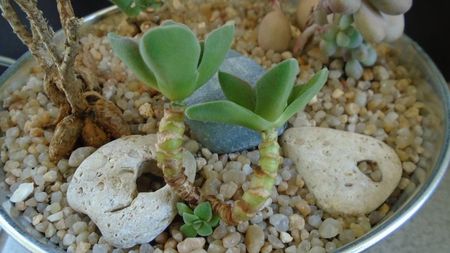 Crassula cv. Morgan’s Beauty; replantate in 13 apr. 2020
