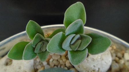 Crassula cv. Morgan’s Beauty; replantate in 13 apr. 2020
