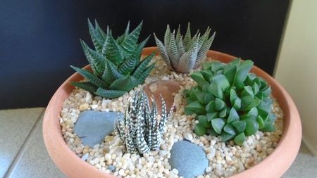 Grup de 4 Haworthia; replantate in 13 apr. 2020

Haworthia limifolia
Haworthia limifolia v. striata
Haworthia fasciata
Haworthia retusa
