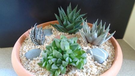 Grup de 4 Haworthia; replantate in 13 apr. 2020

Haworthia limifolia
Haworthia limifolia v. striata
Haworthia fasciata
Haworthia retusa
