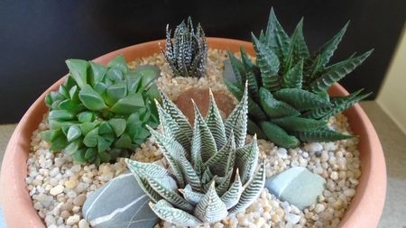 Grup de 4 Haworthia; replantate in 13 apr. 2020

Haworthia limifolia
Haworthia limifolia v. striata
Haworthia fasciata
Haworthia retusa
