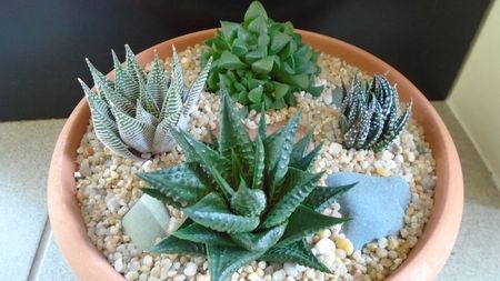 Grup de 4 Haworthia; replantate in 13 apr. 2020

Haworthia limifolia
Haworthia limifolia v. striata
Haworthia fasciata
Haworthia retusa
