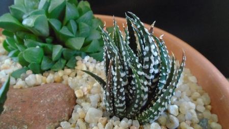 Haworthia fasciata; replantate in 13 apr. 2020

Haworthia limifolia
Haworthia limifolia v. striata
Haworthia fasciata
Haworthia retusa
