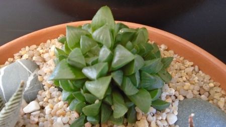 Haworthia retusa; replantate in 13 apr. 2020

Haworthia limifolia
Haworthia limifolia v. striata
Haworthia fasciata
Haworthia retusa
