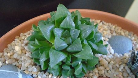 Haworthia retusa; replantate in 13 apr. 2020

Haworthia limifolia
Haworthia limifolia v. striata
Haworthia fasciata
Haworthia retusa
