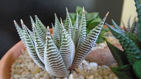 Haworthia limifolia v. striata; replantate in 13 apr. 2020

Haworthia limifolia
Haworthia limifolia v. striata
Haworthia fasciata
Haworthia retusa
