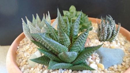 Haworthia limifolia; replantate in 13 apr. 2020

Haworthia limifolia
Haworthia limifolia v. striata
Haworthia fasciata
Haworthia retusa
