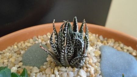 Haworthia fasciata; replantate in 13 apr. 2020

Haworthia limifolia
Haworthia limifolia v. striata
Haworthia fasciata
Haworthia retusa
