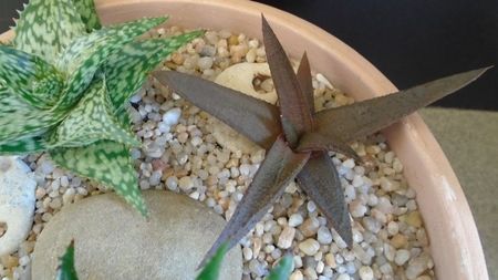 Aloe sp.; replantate in 15 apr. 2020
