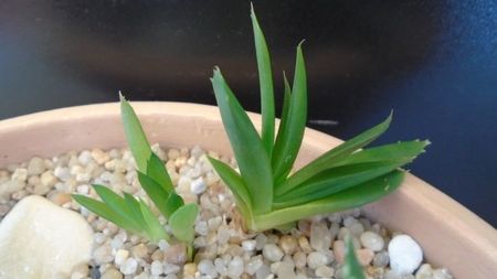 Aloe hb.; replantate in 15 apr. 2020
