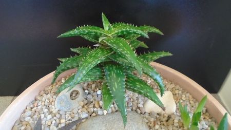 Aloe somaliensis; replantate in 15 apr. 2020
