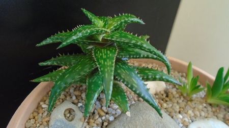 Aloe somaliensis; replantate in 15 apr. 2020
