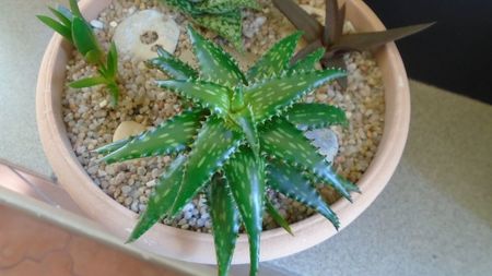 Aloe somaliensis; replantate in 15 apr. 2020
