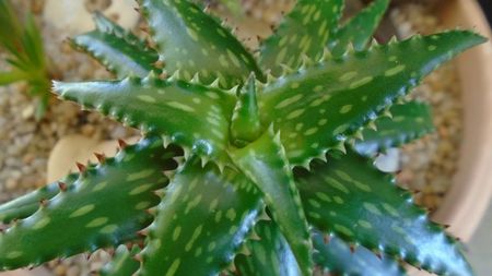 Aloe somaliensis; replantate in 15 apr. 2020
