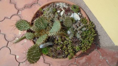 Minirocarie; Orostachys spinosa
Sempervivum tectorum Oddity
Sempervivum sp. diverse
Opuntia phaeacantha
Opuntia fragilis 1
Opuntia fragilis 2
